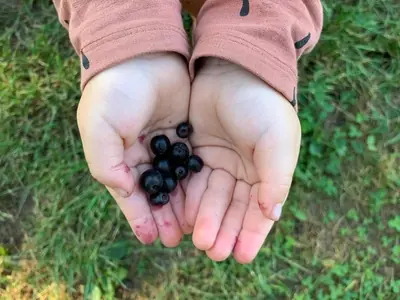 Kinderhände halten Aroniabeeren auf der Aronia Alm